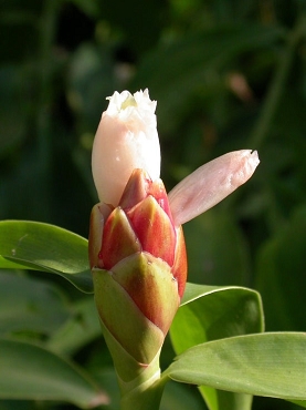 Costus 'Tropicais' - Spiral Ginger